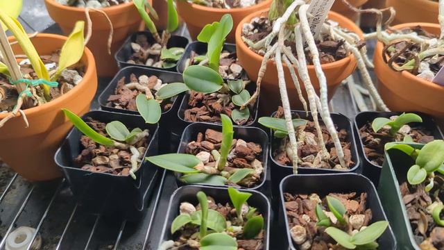 Orchid Collection And Balcony Garden Check In: Cattleya Mossiae In Bloom