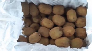 Сушка овощей и хранение. Кто как хранит? Делитесь. Влог.