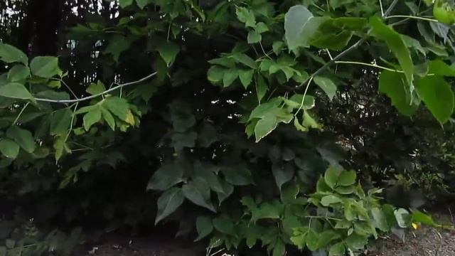 Шум ветра Wind noise relax смотреть онлайн