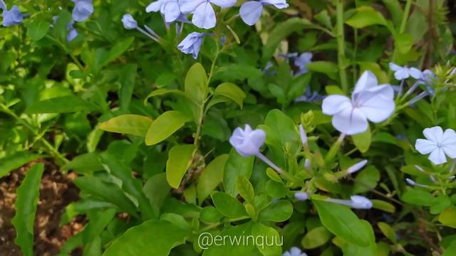 Plumbago Auriculata смотреть онлайн