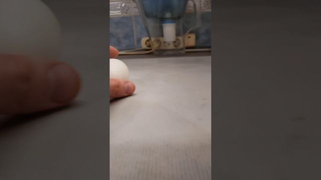 Как покрасить яйцо за 1 сек