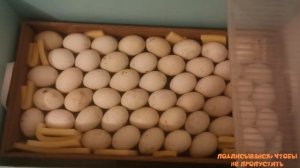 Вывод Индийских Бегунков прошёл хорошо. Новые жители «Моего Подворья». «Мое Подворье»