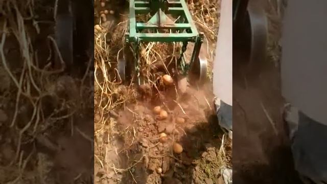 картофелекопалка на мотоблок мтз смотреть онлайн