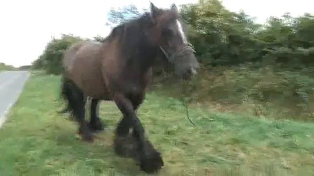 Traveller woman Cornwall смотреть онлайн