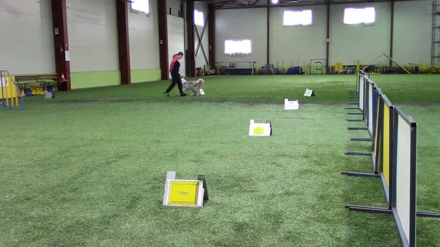 Бекенева Яна Бордер колли Тиль Pалли послушание сорев. AmiGo" 08.02.20 смотреть онлайн