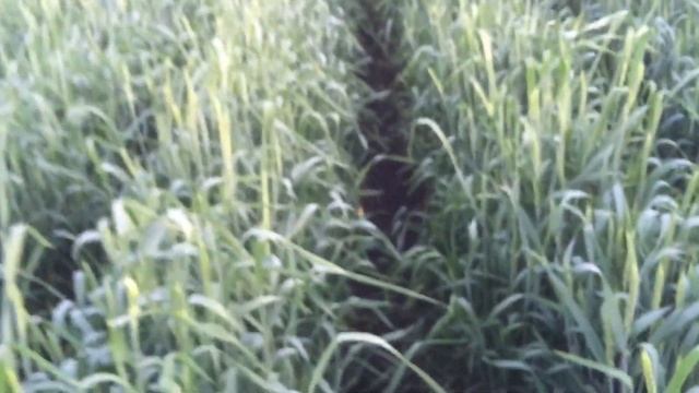 Овсинский. Озимая выбрасывает колос. 2020 год.