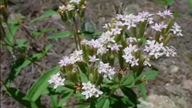 Lavkarbo Stevia смотреть онлайн