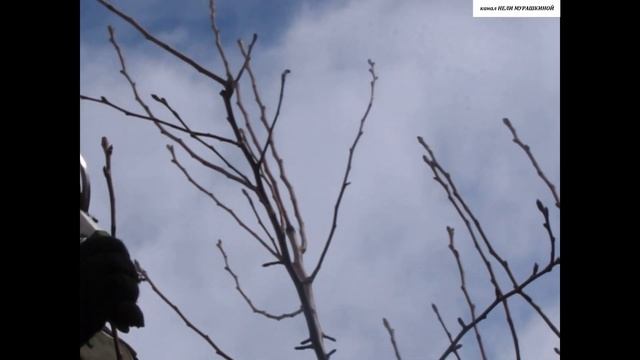 ОБРЕЗКА перепривитой ГРУШИ. Как правильно ЗАРАСТИТЬ СРЕЗЫ после перепрививки. смотреть онлайн
