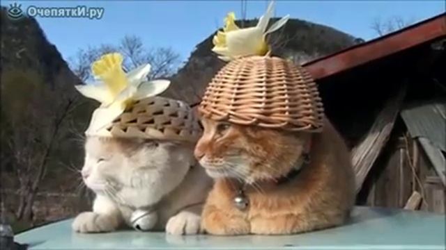 Релаксация в шляпах