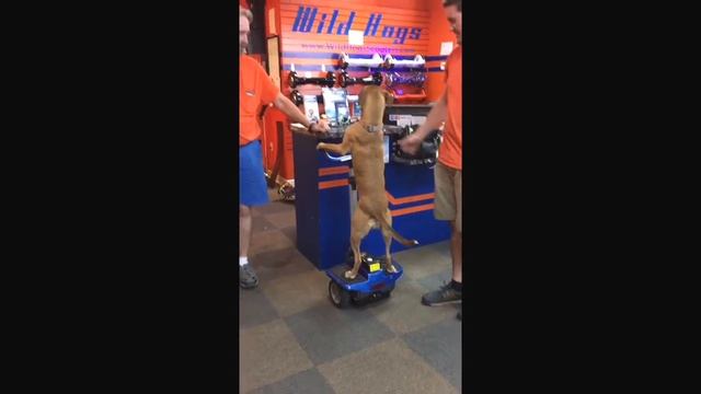 Did you get a hoverboard or Segway for Christmas? Here's a little lesson from a dog! Part 2 смотреть онлайн