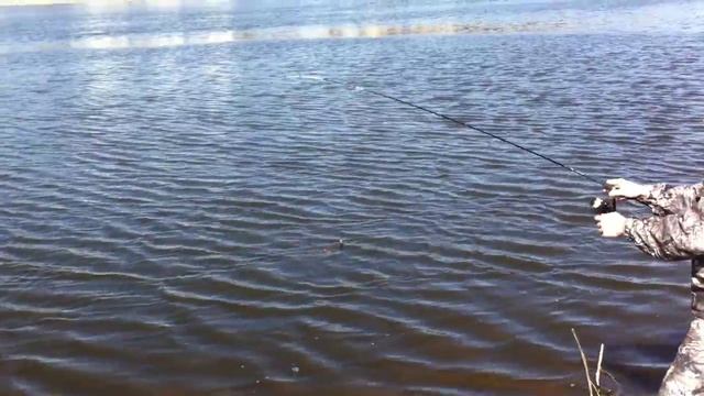 Рыбалка в черте города. Гомель 26.03.2016 смотреть онлайн