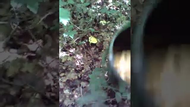 Лисички -июнь 2017г. Майкоп смотреть онлайн