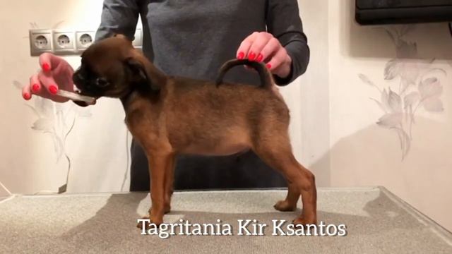 Щенок пти-брабансона. Petit-brabanson puppy. Tagritania Kir Ksantos смотреть онлайн