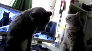 011. Ладушки ладушки, где были? У бабушки!