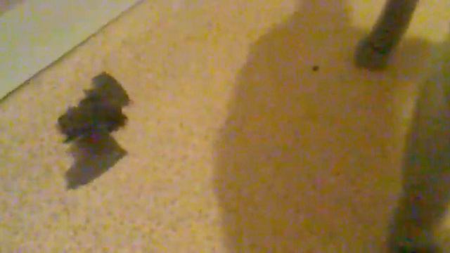 кошка поймала летучую мышь смотреть онлайн