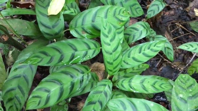 Nemu Sarang Tanaman Hias Calathea di Hutan смотреть онлайн