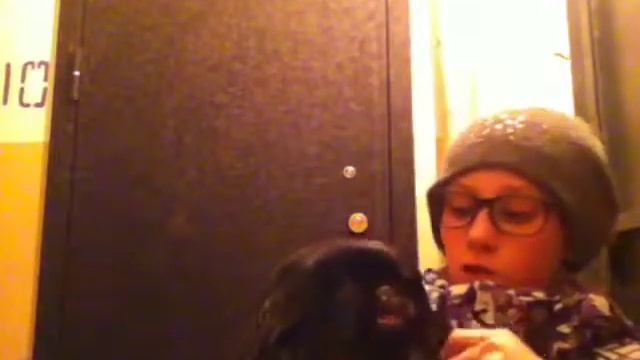 Расскажу немного о моей собаке (Карликовый пекинес) порода, а зовут Тайсон смотреть онлайн