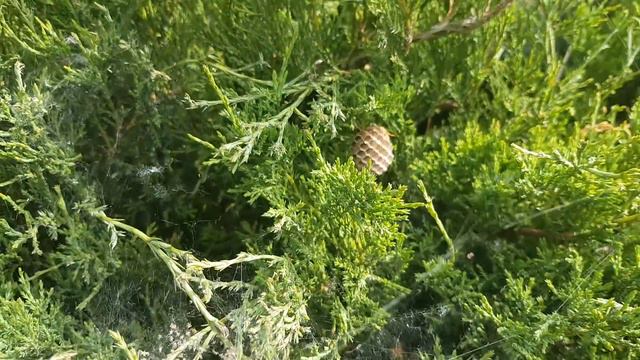 ЧТО ТО ПОШЛО НЕ ТАК - ПОПАЛА В ГНЕЗДО ПАУКОВ И ОС. Что будет? / Галчата ТВ