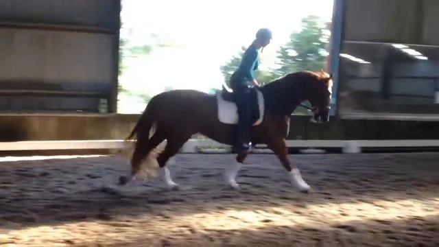 For Sale: Diamond Park Royal Rumours: Superb quality WB 6yo mare x Royal Hit 16.3hh смотреть онлайн