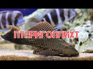 ПТЕРИГОПЛИХТ ПАРЧОВЫЙ СОМ.СОДЕРЖАНИЕ В АКВАРИУМЕ
