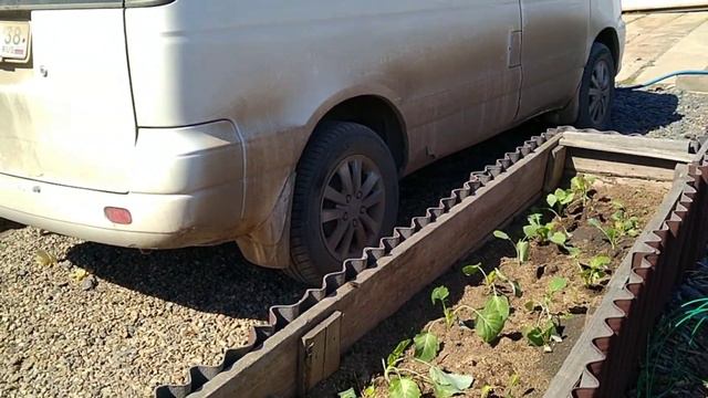 19.05.21. Картофель супер элиту посадили, огород вскопали. Заморозки пережили...Утренний обзор. смотреть онлайн