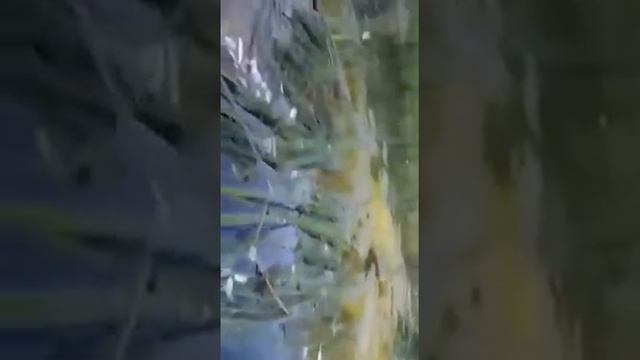 Река Нара в г.Наро-Фоминск смотреть онлайн