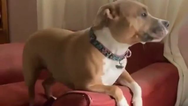 Когда ну очень сильно ждёшь смотреть онлайн