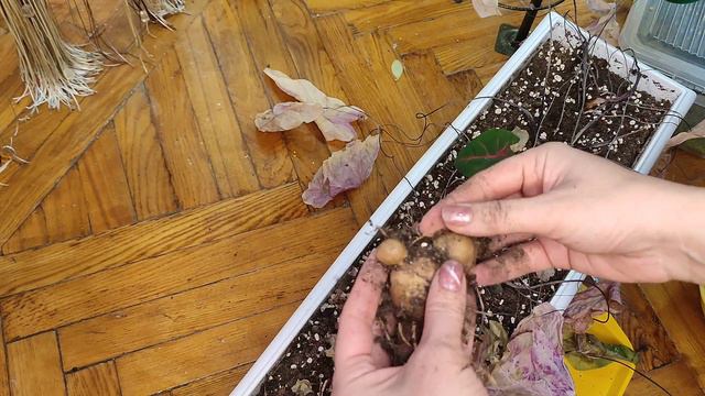 Каладиумы из семян! Результаты и вывод.