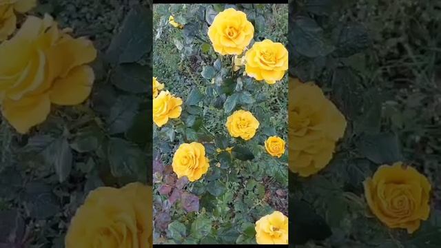 9 ноября. Розы всё ещё нас радуют.???