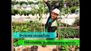 Фуксия штамбом. Формируем крону на штамбе. Фуксия плетеный штамб.