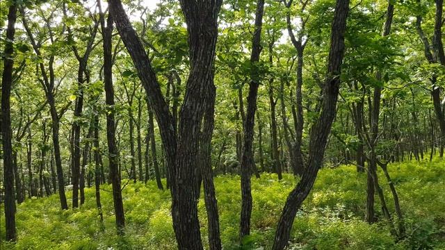 Бухта Островная / Остров Русский / Приморский край // Ostrovnaya Bay / Russky Island/ Primorsky Kra смотреть онлайн