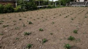 ОКУЧИВАЕМ ОГОРОД МОТОКУЛЬТИВАТОРОМ  МК 265 МАСТЕР 1 ЧАСТЬ