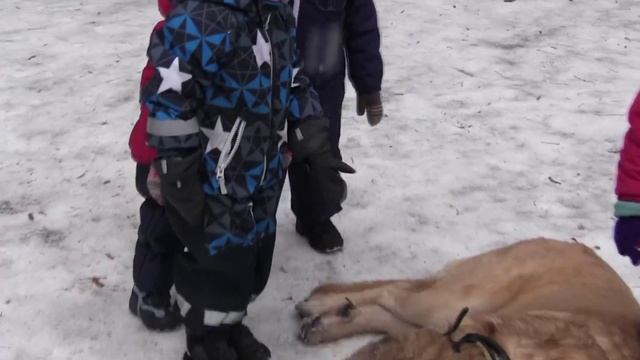 испанский мастиф Румбо смотреть онлайн