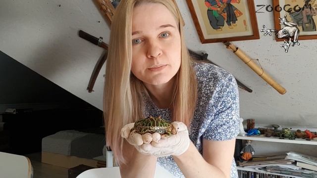 Глистогоним древолазов, рогаток и квакш. Как избавить амфибий от гельминтов? смотреть онлайн