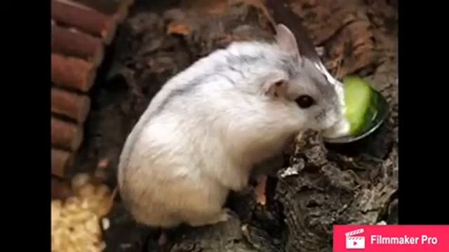 Почему не стоит гулять с хомячком на улице / Runny channell смотреть онлайн