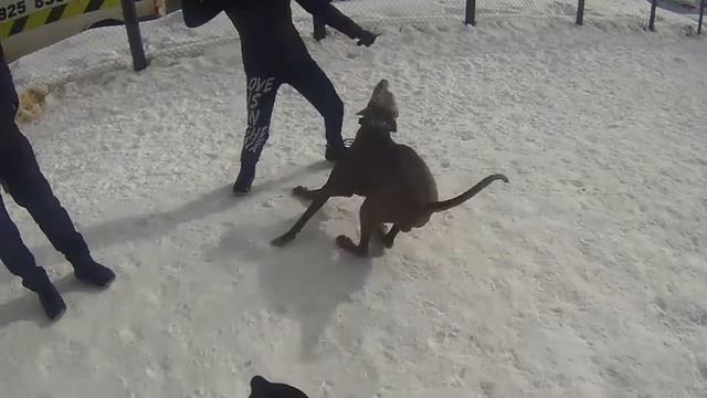 Друзяшки на побегушках. смотреть онлайн