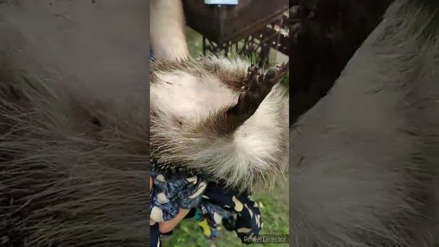 Ёжики приходят в полночь 🦔hedgehog смотреть онлайн