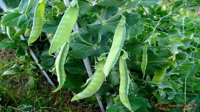 Сеем сидераты от фитофторы осенью. Отличный способ улучшить почву. В чем польза сидератов смотреть онлайн