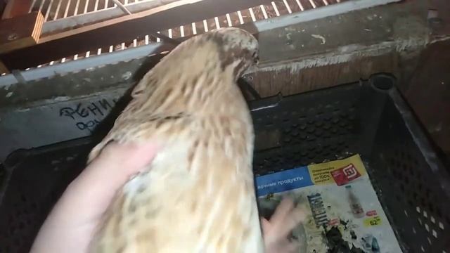 Ненормальный перепел. Сколько яиц несут мои перепела? смотреть онлайн