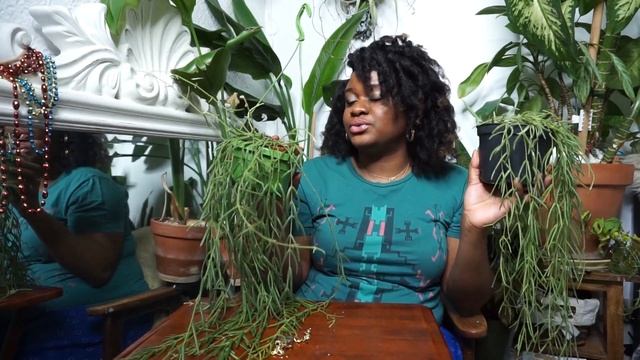 HOYA LINEARIS CARE GUIDE | WATER, LIGHT, SOIL, FERTILIZATION & PROPAGATION смотреть онлайн