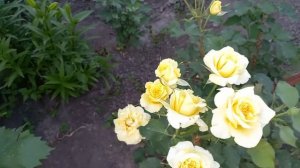 Троянда Штернталлер