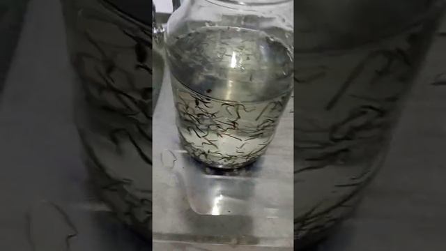 разведение пиявок дома. Нитчатка. смотреть онлайн