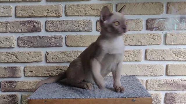 #МАШКАБУРМАШКА / Маша / Бурманский котенок / Burmese kitten / 4 мес смотреть онлайн