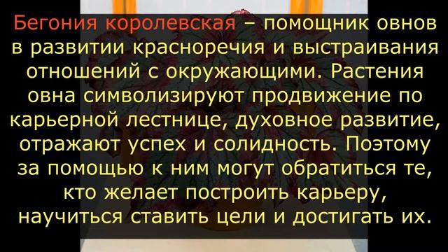 ОВЕН / Какие комнатные цветы подходят по знаку ЗОДИАКА? / Галерея Цветов / Flower Gallery смотреть онлайн