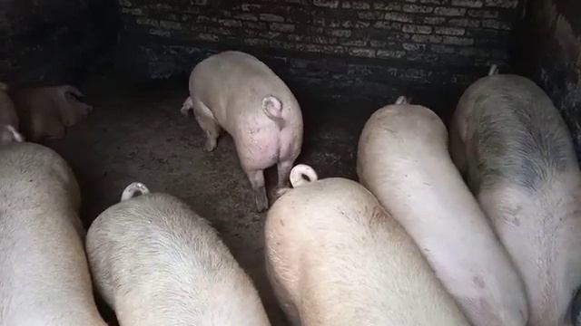 Откорм Свиней. Дёшево и Выгодно! смотреть онлайн
