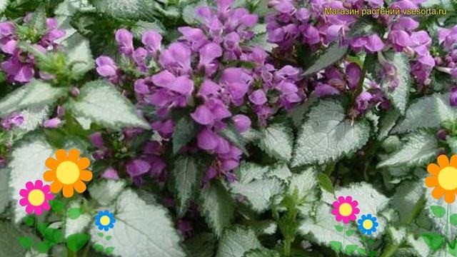 Яснотка крапчатая Перпл Драгон. Краткий обзор, описание характеристик lamium maculatum Purple Drago смотреть онлайн