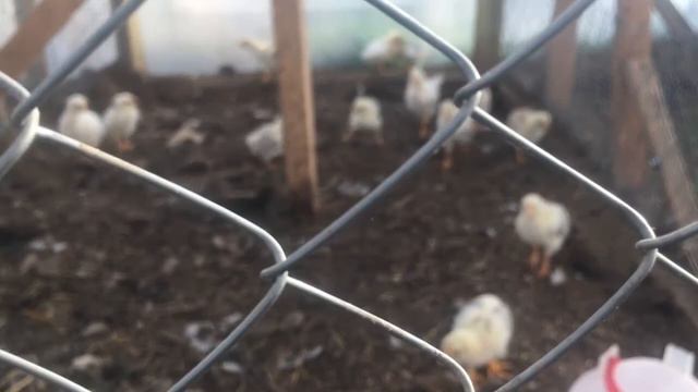 Курятник из поликарбоната в жару смотреть онлайн