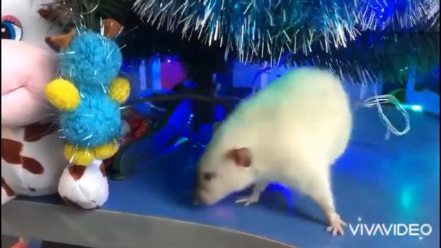 как Крыски наряжали ёлку! Новогодний выгул Крыс! Funny Rats смотреть онлайн