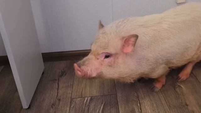 Пикси в гостях у Блогера 🥰🥰🥰 смотреть онлайн