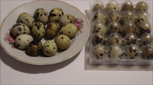 ПРО ПЕРЕПЕЛИНЫЕ ЯЙЦА, КАК СВАРИТЬ ПЕРЕПЕЛИНЫЕ ЯЙЦА, СКОЛЬКО ХРАНЯТСЯ ПЕРЕПЕЛИНЫЕ ЯЙЦА, ЯЙЦА ПЕРЕПЕЛ